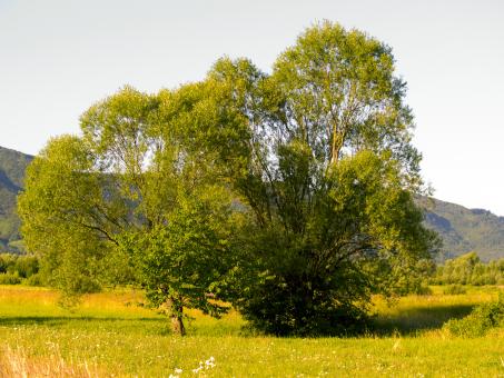 Free Stock Photo of Tree