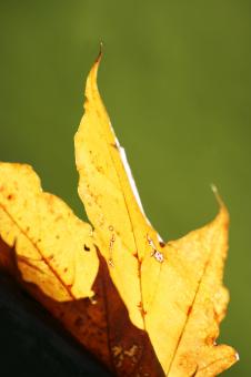Free Stock Photo of Fall Leafs