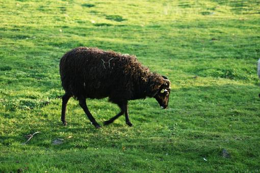 Free Stock Photo of Sheep