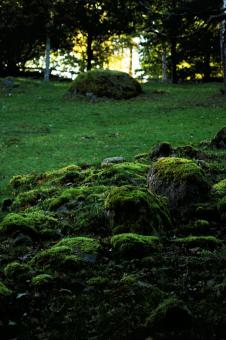 Free Stock Photo of Green Forest