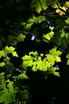 Free Stock Photo of Colorful leafs