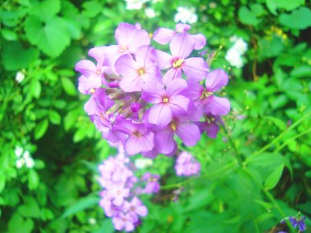 Free Stock Photo of Violet Wildflowers