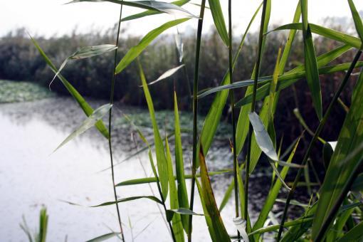 Free Stock Photo of Ditch