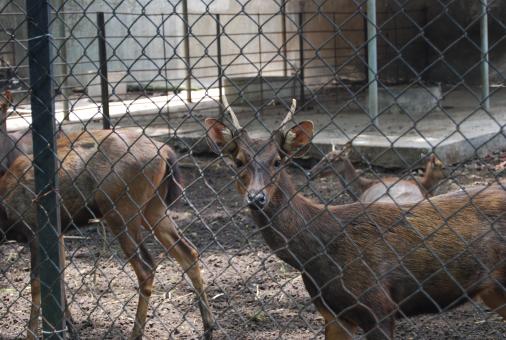 Free Stock Photo of Deers Surabaya Zoo
