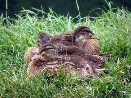 Free Stock Photo of The family
