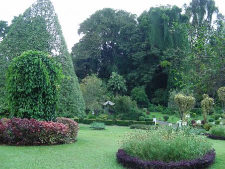 Free Stock Photo of Garden of Peradeniya