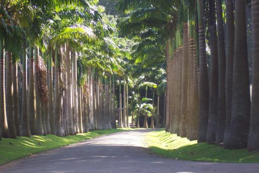 Free Stock Photo of Garden of Peradeniya
