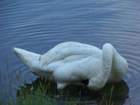 Free Stock Photo of Swan Grooming