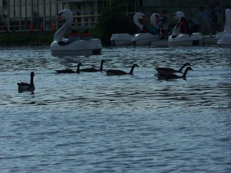 Free Stock Photo of Heard of happy geese