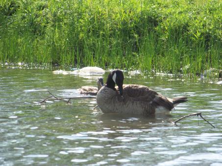 Free Stock Photo of Heard of happy geese