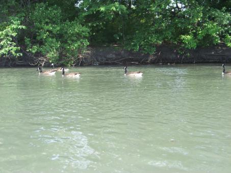 Free Stock Photo of Heard of happy geese