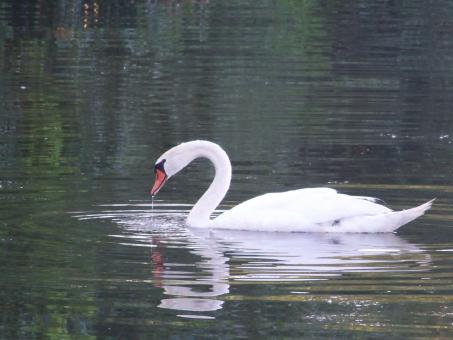 Free Stock Photo of Food seeking swan