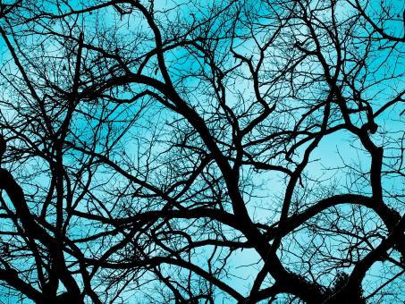 Free Stock Photo of Branches