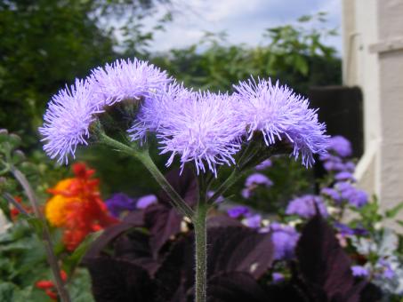 Free Stock Photo of Little Blue Flowers