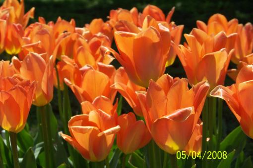 Free Stock Photo of Orange Tulips