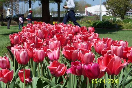 Free Stock Photo of Pink tulips