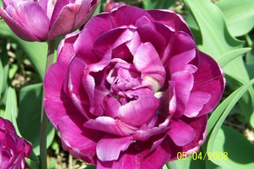 Free Stock Photo of Pink tulip