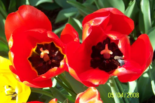Free Stock Photo of Red Flowers