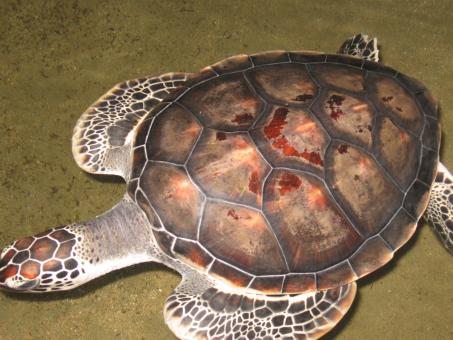Free Stock Photo of Turtle