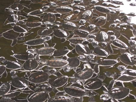 Free Stock Photo of Baby Turtles