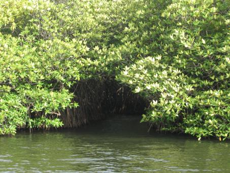 Free Stock Photo of Mangroves