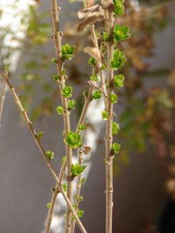 Free Stock Photo of Growing plant