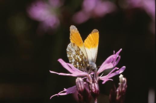 Free Stock Photo of Butterfly