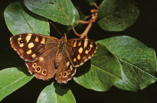 Free Stock Photo of Butterfly