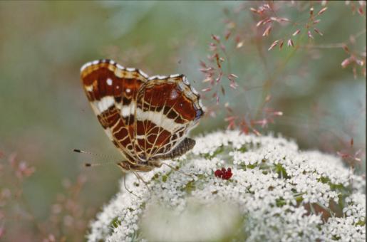 Free Stock Photo of Red Butterfly