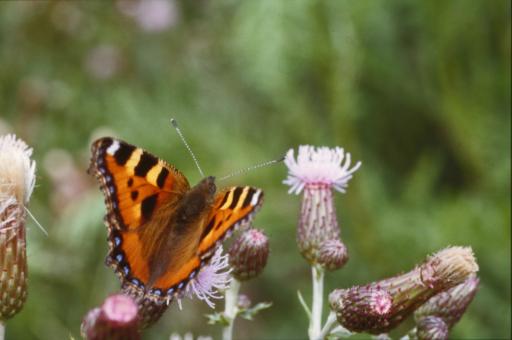 Free Stock Photo of Orange Butterfly