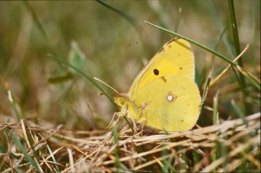 Free Stock Photo of Yellow butterfly