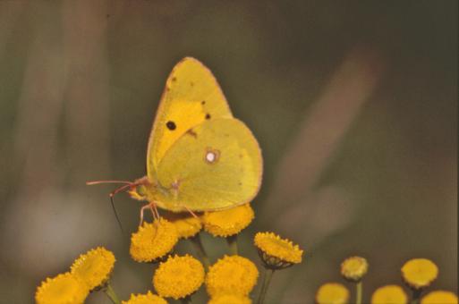 Free Stock Photo of Yellow butterfly