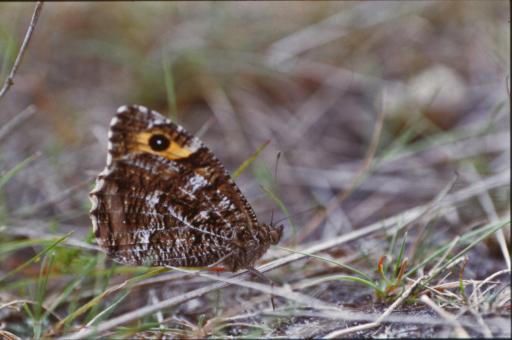 Free Stock Photo of Brown butterfly