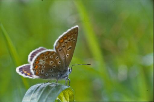 Free Stock Photo of Butterfly