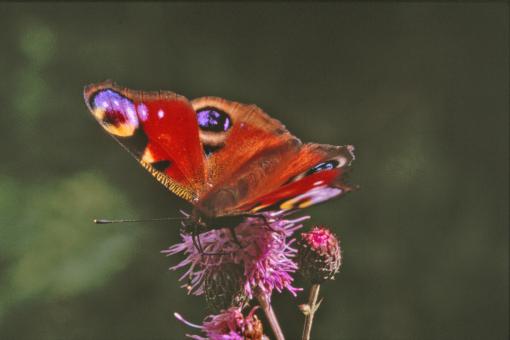 Free Stock Photo of Red butterfly