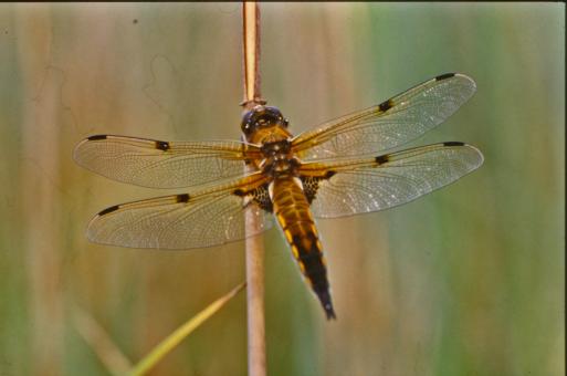 Free Stock Photo of Orange dragonfly