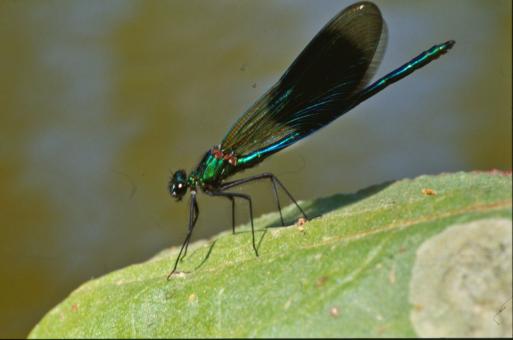 Free Stock Photo of Green dragonfly