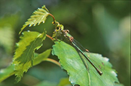 Free Stock Photo of Green dragonfly
