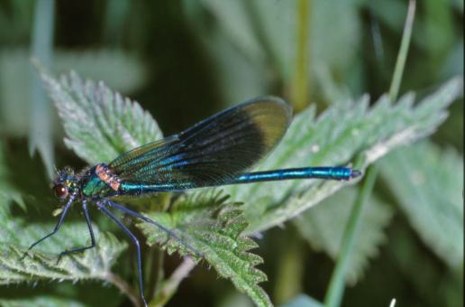 Free Stock Photo of Blue dragonfly
