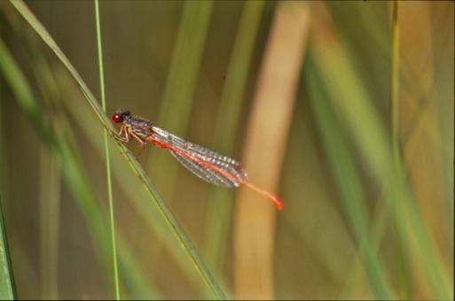 Free Stock Photo of Red dragonfly