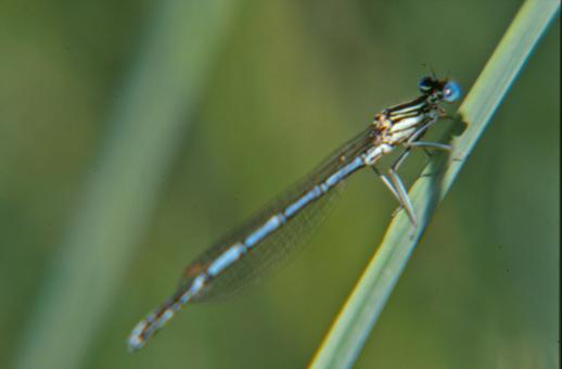Free Stock Photo of Blue dragonfly