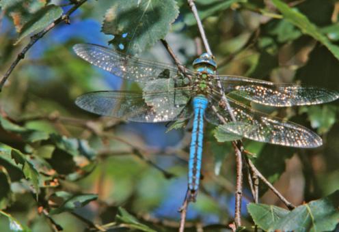 Free Stock Photo of Blue dragonfly