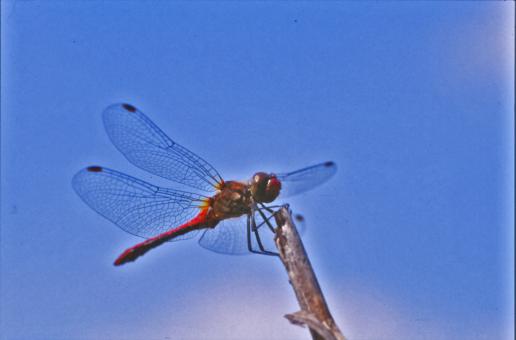 Free Stock Photo of Red dragonfly