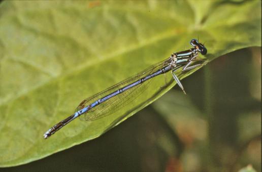 Free Stock Photo of Blue dragonfly