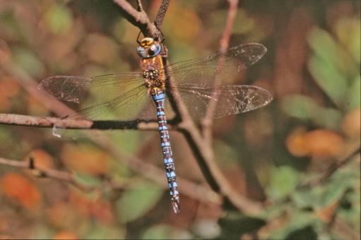 Free Stock Photo of Blue dragonfly