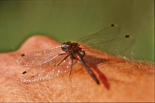 Free Stock Photo of Red dragonfly