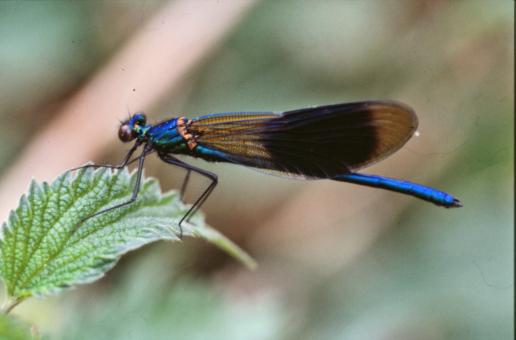 Free Stock Photo of Blue dragonfly