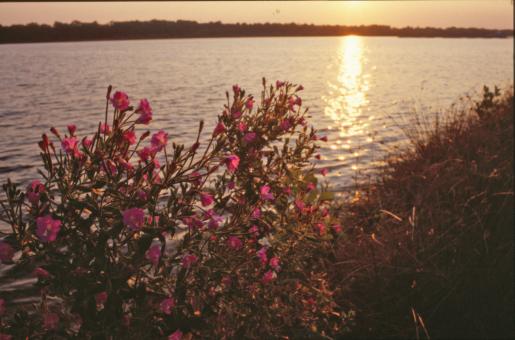 Free Stock Photo of Flowers