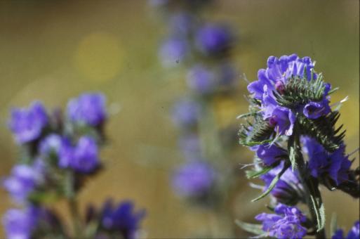 Free Stock Photo of Purple flowers