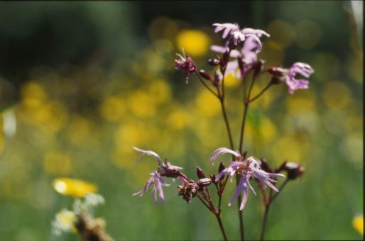 Free Stock Photo of Flowers